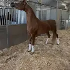 مطلوب نقل خيل من الحساء للطايف