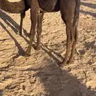 حوار حليب وعشب سوم 4400