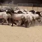 جذعات نعيم فاخره