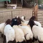 هرافاء بريه فل الفل ع حول 3 شهور العدد 8 متناصفه