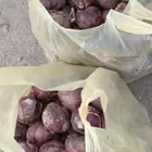 للبيع مزرعه بصل