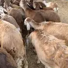 المدينه