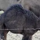 قعود سمين