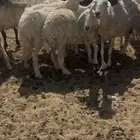 نعاج دفيع ومضاريع