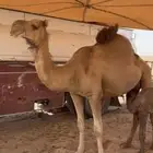 للبيع ناقه