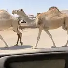 لقحه حمرا كفو عظم وعدال