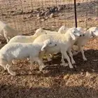 طليان حريه تربيه