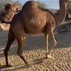 ناقه للبيع لقحه