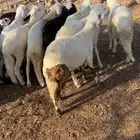 سواكن مرابي بيض شبيه الحري
