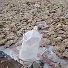 علف عجين