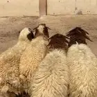 جذعان نعيم جبره فل ظهروطرف وشعره عمارها من 8 شهور وفوق