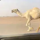 فحل اوضح كفو