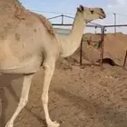 للبيع ناقه سنها سديس ضروبه كفو