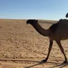 قعود دبياني كفووو