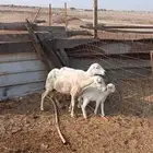 ثنتين ضان رفيديه واحدمعهاطلي والثانيه حليب الحد للراس 450