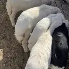 بهم للبيع