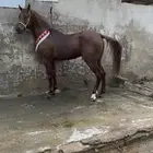 حصان واهو مكس