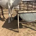 عشراء بكر فوق البداوه