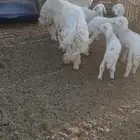 عرضين عرض خلفات ثنوات. وعنز رباع