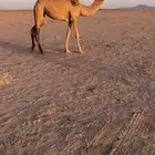 بكره للبيع
