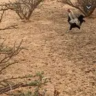 ديك عربي لبيع الموقع عشيره شمال الطائف عل ا