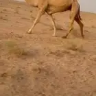 ناقه باتليه