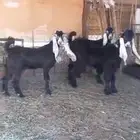 ثلاث تيوس مخاصي ومقفله شحم