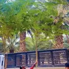 بونسيانا احجام ضخمه