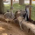 زوج حبحب