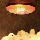 لمبات تدفئة
