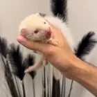 النمس الهولندي البينو