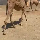 بكره شحم مفروده حول11 شهر