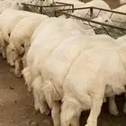 خرفان ورخال جميع الاحجام.والذبح والتوصيل