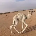 قعود باتلي حوار كفو