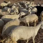 ضان حريه بريه موقع ضواحي مهد الذهب