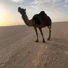 ناقه كفو الشكل طيب و البطن طيب