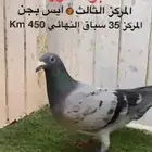 زاجل سباق ثالث حجل ذهبي