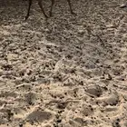 فطيم مفروده ذلول طيبه صعبه