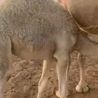قعود