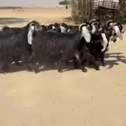 معزا عوارض جرم طيبه