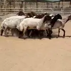 غنم نعيم