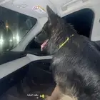 كلب حراسه