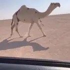 للبيع عشرا مبيوع ولدها قبل اسبوعين وعلى جميع الشروط