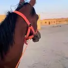 مهر شعبي
