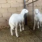 طلي