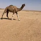 البيع فحل