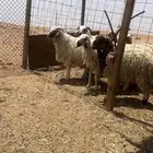 ذبايح نعيمي طيبه