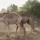 قعدان ومفاريد طيبه مغلقه شحم