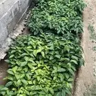 شتلات بن خولاني