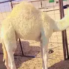 قعود